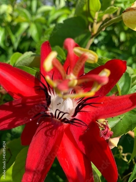 Obraz red and yellow flower