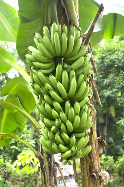 Fototapeta green banana on a tree in forest.