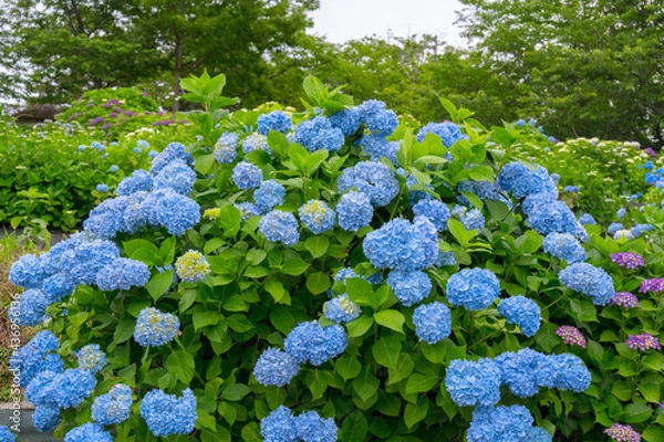 Fototapeta 響山のアジサイ