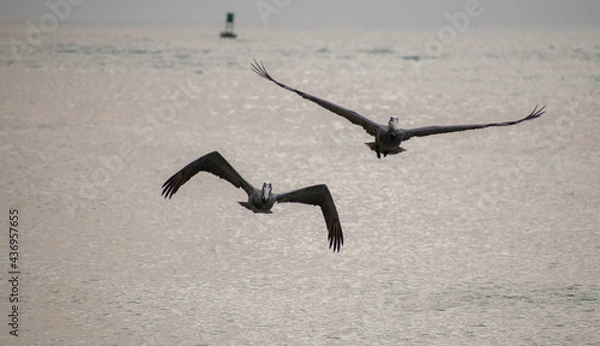 Fototapeta Pelicans flying right on top of each other producing a unique reflection-like view. 