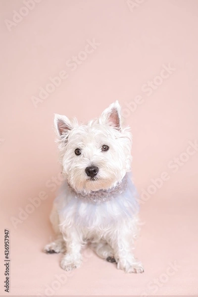 Fototapeta ウエスティ