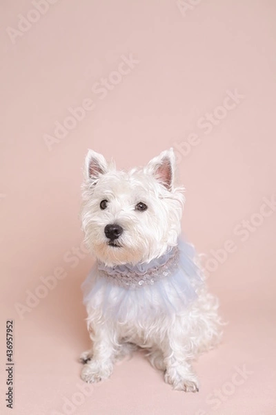 Fototapeta ウエスティ