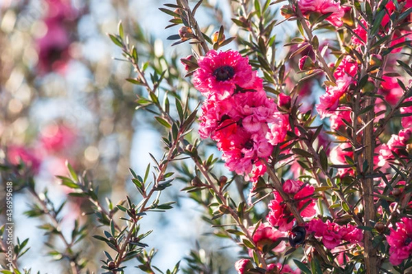 Fototapeta closeup of bright pink New Zealand manuka tree flowers in bloom with blurred background and copy space