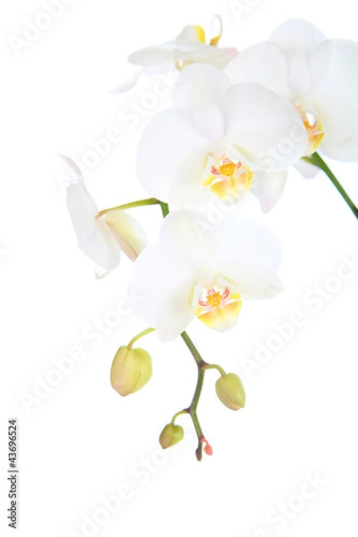 Obraz White orchid