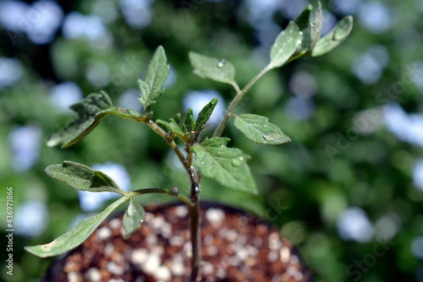 Obraz 中玉トマトの4月中旬の芽、苗。野菜、家庭菜園、畑イメージ素材