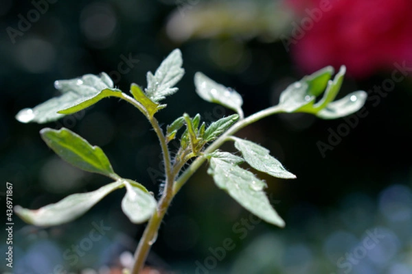 Obraz 中玉トマトの4月中旬の芽、苗。野菜、家庭菜園、畑イメージ素材