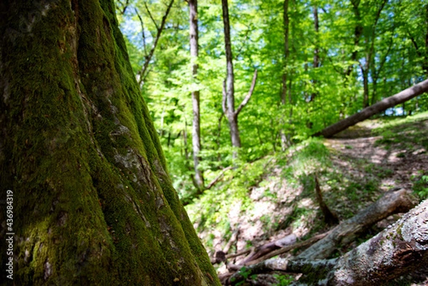 Obraz Beautiful interlacing of trees. Bark Tesxtura. Mysterious forest background.