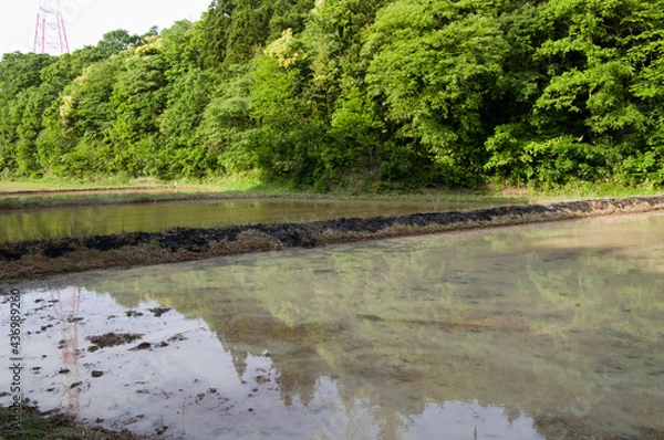 Obraz 田んぼの畔を野焼きする