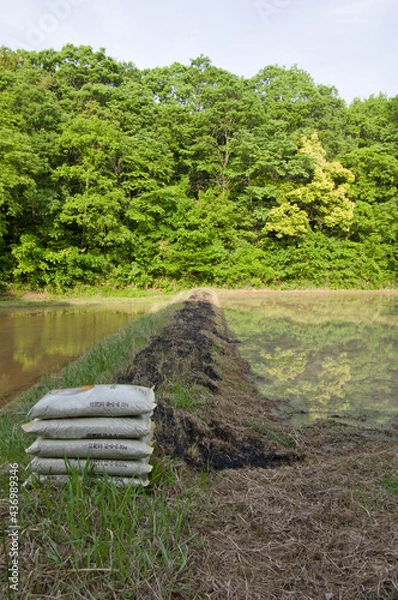 Obraz 田んぼの畔を野焼きする