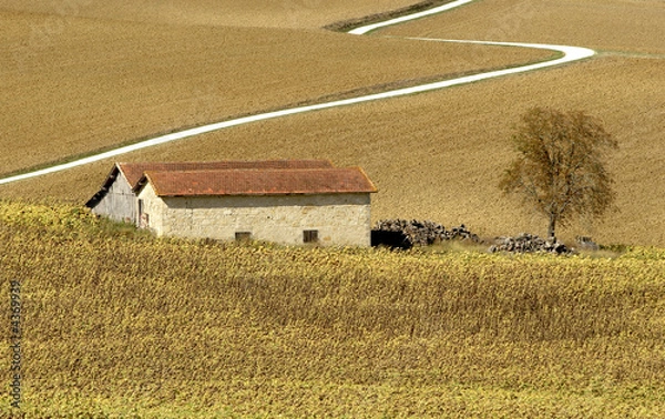 Obraz Biała ścieżka