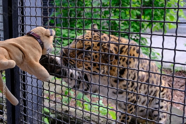 Obraz leopard in zoo
