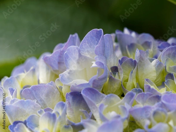 Fototapeta OLYMPUS DIGITAL CAMERA