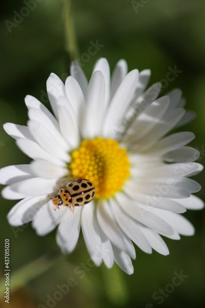 Obraz Coccinelle asiatique 