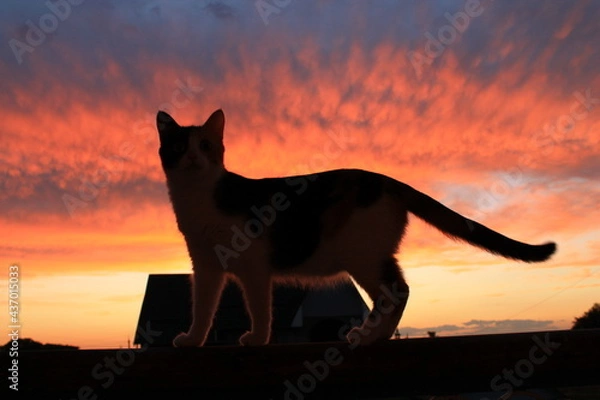 Obraz cat on sunset