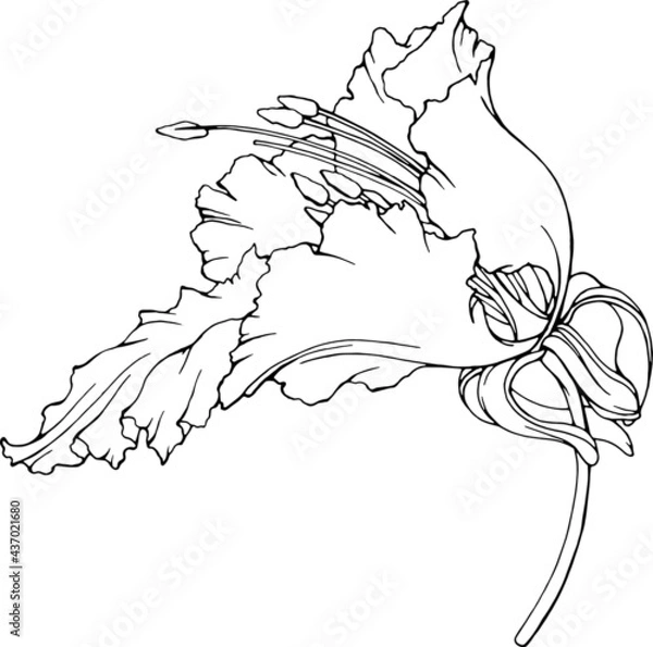 Obraz Vector hibiscus flower. Line art. Linear , black on white realistic botanical element for card, illustration, poster, print, invitation.