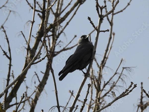 Fototapeta Ich hoffe sehr! 