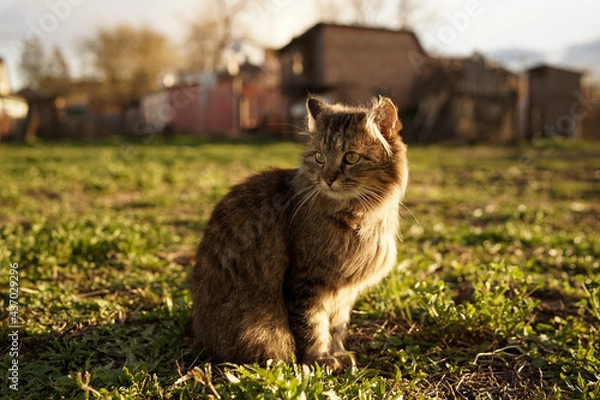 Obraz cat on the grass