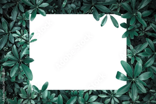 Obraz white space frame with tropical green leaves background