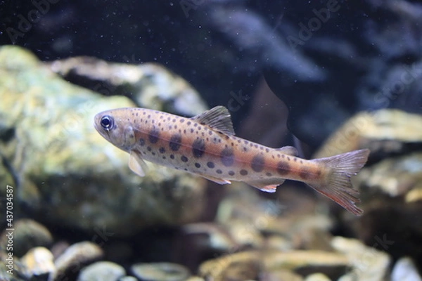 Obraz small fish in the river