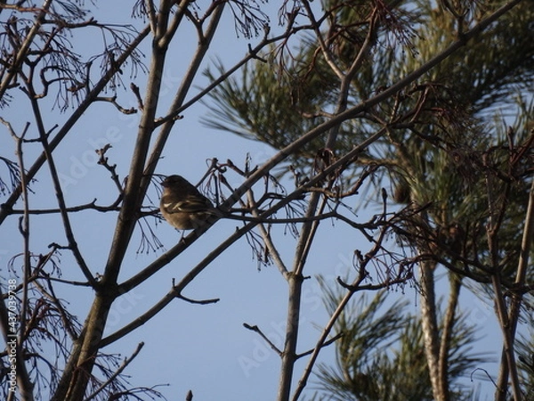 Fototapeta Was willst Du?