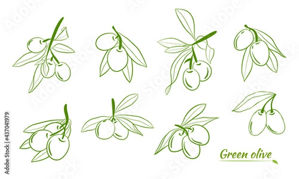 Fototapeta Olive tree branch hand drawn illustration in sketch style. Set of illustrations of olive branch. Botanical illustration. Design elements for label, emblem, banner.