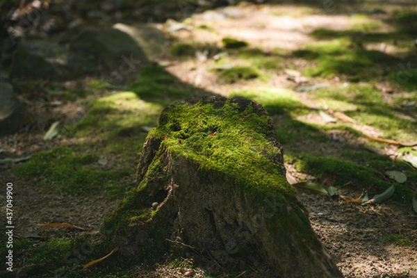 Obraz 切り株と苔