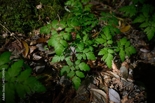 Obraz 自然の緑を使った背景に合う葉