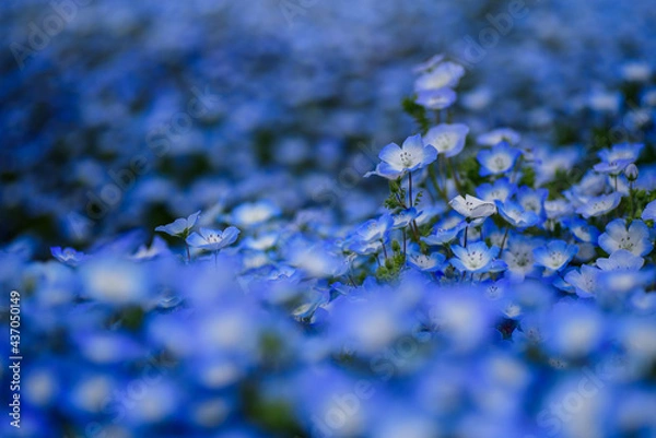 Obraz あたり一面に咲くネモフィラ
