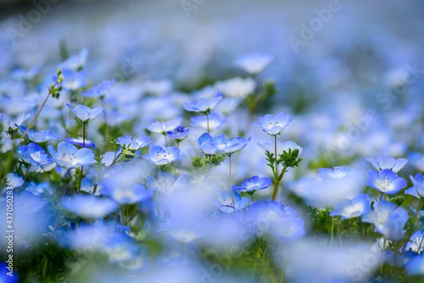 Obraz あたり一面に咲くネモフィラ