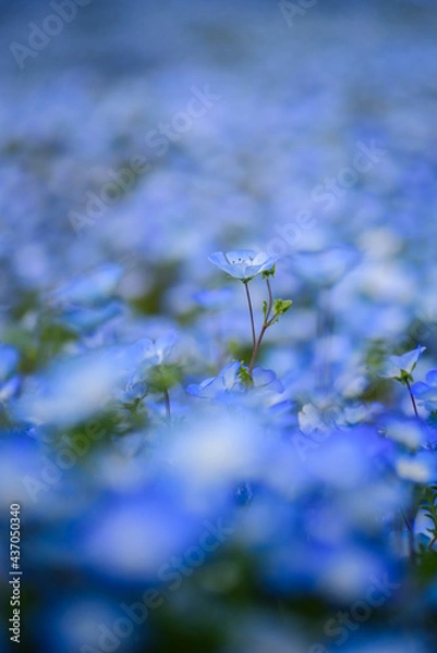 Obraz あたり一面に咲くネモフィラ