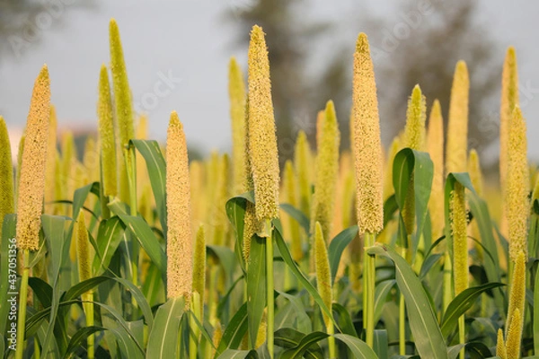 Obraz Cultivation pearls millet fields,millet fields,the crop is know as Bajri Agriculture,agriculture concept,fields of pearl millets ( bajra ) in southeast Asia