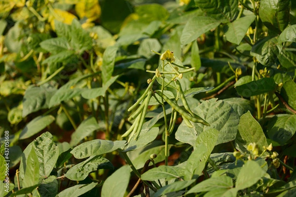 Obraz cultivation of Moong,mung bean green pods (Vigna radiata) and mung bean leaves,agriculture concept