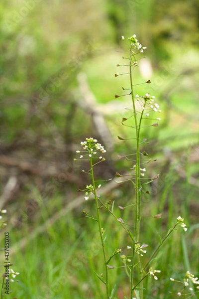 Fototapeta shepherd's bag