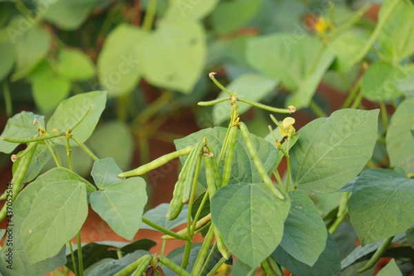 Obraz raw mung,green Mung bean crop close up in agriculture field,green Mung bean crop close up in agriculture field,mung bean agriculture background,