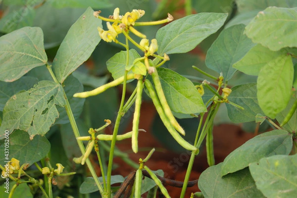 Obraz mung bean flower, crop planting at the field,mung bean and plant beautiful view,mung bean,field of Vigna,mung bean agriculture background,
