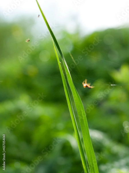 Fototapeta the spider