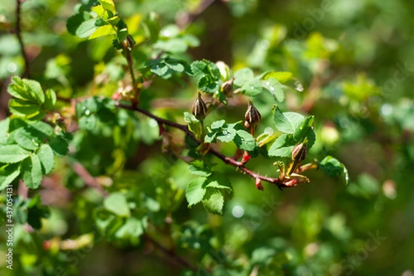 Fototapeta rosehip buds