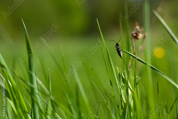 Fototapeta grass blade with a bug