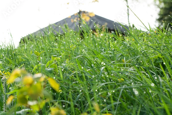 Fototapeta meadow grass