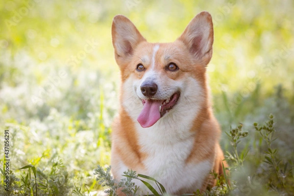 Obraz welsh corgi dog on a summer walk in the grass