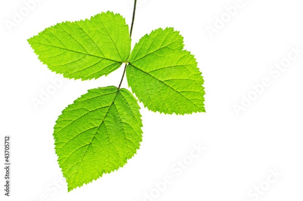 Obraz Three green leaves