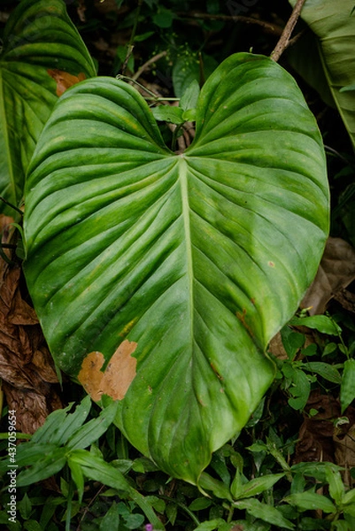Obraz leaves in the garden