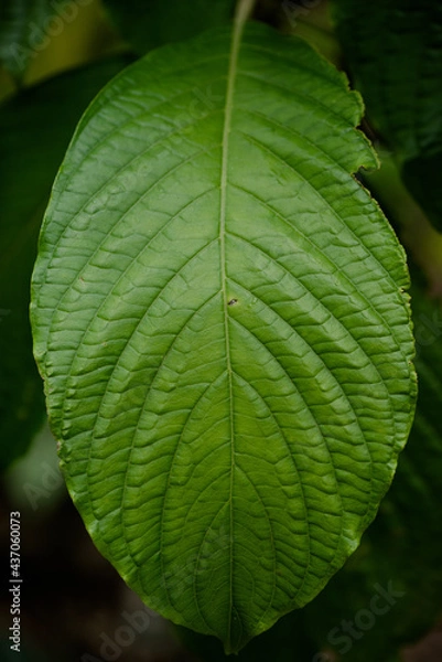 Fototapeta green leaf background