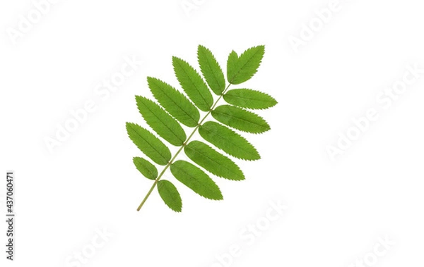 Obraz Rowan green leaf isolated on white background