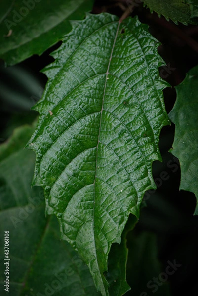 Fototapeta leaf with water drops