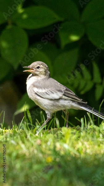 Obraz ハクセキレイの幼鳥