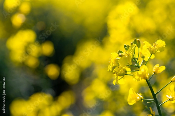 Fototapeta Macro close up of bright yellow rapeseed that is in full bloom. Rapeseed field, canola flowers close up. Rape on the field in summer.