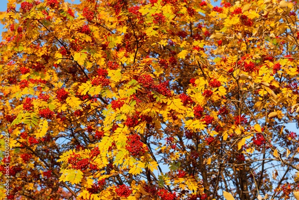 Fototapeta Red rowan on a background of yellow foliage