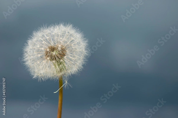 Fototapeta Dandelion on the Background of the Rainy Sky