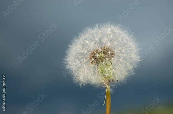 Fototapeta Dandelion on the Background of a Stormy Sky